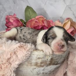 Marshmallow - Merle male Springerdoodle puppy in Fargo, North Dakota from Dakota SpringerDoodles