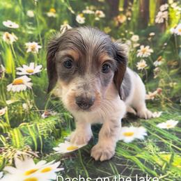 Cosmos - Blue and cream male Dachshund puppy in Grove, Oklahoma from Dachs on the lake