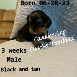Tucker - Black and tan Cavalier King Charles Spaniel puppy in Broken Arrow, Oklahoma from Cavalier King Charles Heartland