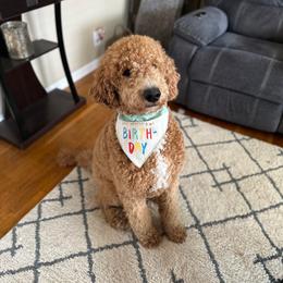 Goldendoodle and Poodle All Grown Up from Ellie & Co. Doodles