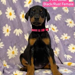 Pink Collar - Black and rust female Doberman Pinscher puppy in Lake City, Florida from Paintedcrazy Doberman Pinchers