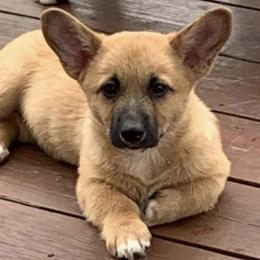 Pembroke Welsh Corgis from Covey Creek Corgis