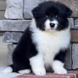Lakelyn - Black female Border Collie puppy in Dunn, North Carolina from Coylety Border Collies