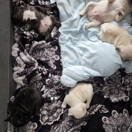 French Bulldog puppies from Duvalls frenchies
