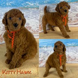 Kitty Hawk - Red  female Poodle puppy in Swansboro, North Carolina from Monarch Standard Poodles