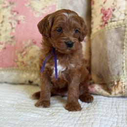 Marilla - Red female Cavapoo puppy in Beckley, West Virginia from By Design Doodles