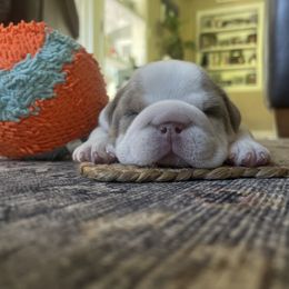 Monica - Lilac tri-color female Bulldog puppy in Fairfax, California from Marin Bulldogs