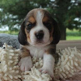 Myrtle - Black tan and white female Beagle puppy in Morrill, Kansas from Kelle Beagles