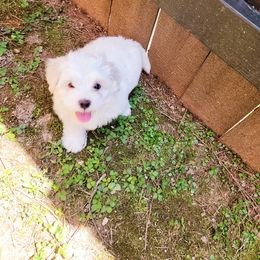 Havanese Puppies from Sweet Southern Havanese