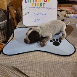 German Shorthaired Pointer Puppies from Donna Gambill