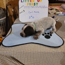 German Shorthaired Pointer Puppies from Donna Gambill