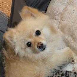 Layla - Pomeranian