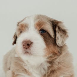 Aussiedoodle Puppies from Sassy Pants Pups
