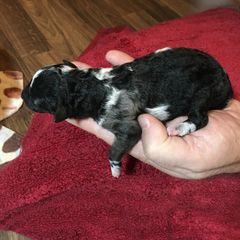 Girl 1 - Mudi puppy in Raeford, North Carolina from Wodan Kennels