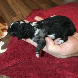 Girl 1 - Mudi puppy in Raeford, North Carolina from Wodan Kennels