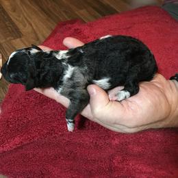 Girl 1 - Mudi puppy in Raeford, North Carolina from Wodan Kennels