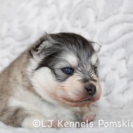 Midnight - Gray and white male Pomsky puppy in Centerville, Iowa from LJ Kennels Pomskies, LLC