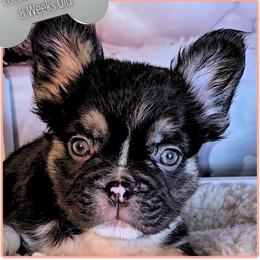 Bookworm - Tricolors female French Bulldog puppy in Elberton, Georgia from Ioney's Southern Paws Shelties, Frenchies, and Yorkies