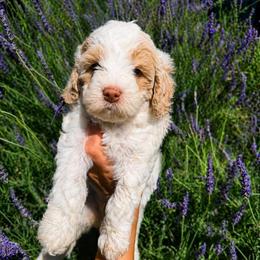 Liberty (Charlie) - Black and chalk female Australian Labradoodle puppy in Millville, California from Hope Lane Kennels