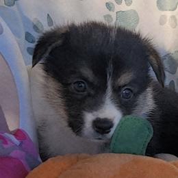 Pink camo bandana girl - Black and tan female Pembroke Welsh Corgi puppy in Cherokee, Oklahoma from MCS Farms-OK