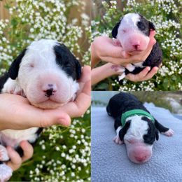 Sheepadoodle Puppies from Gainesville Sheepadoodles