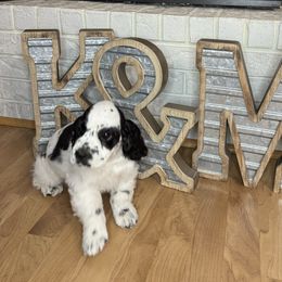 Cocker Spaniel Puppies from K&M crocker Spaniels