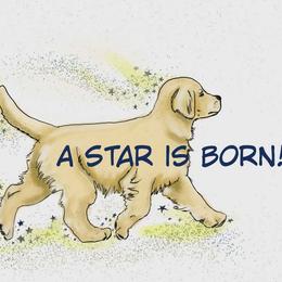 Golden Retriever puppies from SwanSun Golden Retrievers