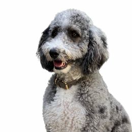 Dre Dre - Bernedoodle
