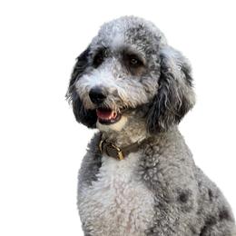 Dre Dre - Bernedoodle
