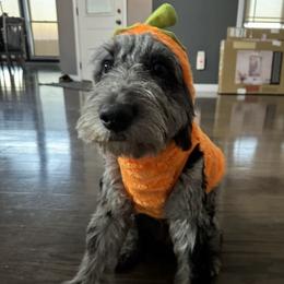 Aussiedoodle All Grown Up from Pawsitively Doodles