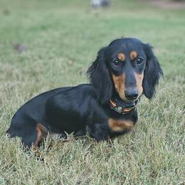 Sinatra - Dachshund