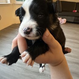 Border Collie Puppies from Athena’s Collies