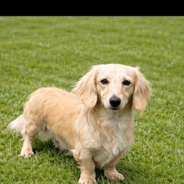 Goose - Dachshund