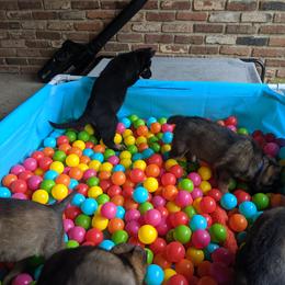 German Shepherd Puppies from Cintron K9