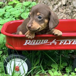 Pixie 2800 - Chocolate and tan female Dachshund puppy in Hendersonville, North Carolina from Snarky Doxy Miniature Dachshunds