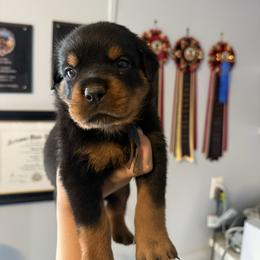 Boy 1 - Black and mahogany male Rottweiler puppy in Cleveland, Texas from Vom Haus Fantasy Rottweiler Kennel