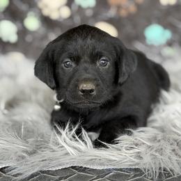 Brown Collar - Black male Labrador Retriever puppy in Quinlan, Texas from Wright Way Retrievers