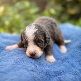 Susan - Tri-color female Bernedoodle puppy in Travelers Rest, South Carolina from Bernedoodle.do