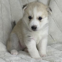 Pomsky Puppies from Brent Bauer