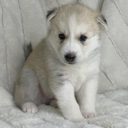 Pomsky Puppies from Brent Bauer