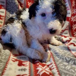 Pomeranian and Sheepadoodle Puppies from Fluffy Wonders Poms and Doodles
