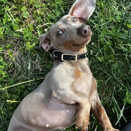 Xena - Dachshund