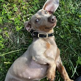 Xena - Dachshund