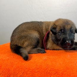 Jango (Maroon) - Mahogany male Belgian Malinois puppy in Buckeue, Arizona from Légende Vivante Du Chief Kennel