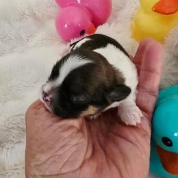 Sage - Black gold and white male Shih Tzu puppy in Fallon, Nevada from Grandma Ts Precious Puppies