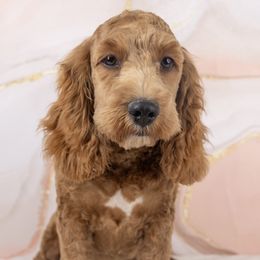 Cockapoo puppies from Marlene's Doodles