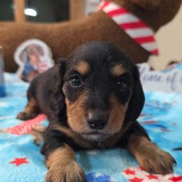 Black and tan (white on chest) - Black and tan male Dachshund puppy in West Plains, Missouri from Spring Creek Dachshunds