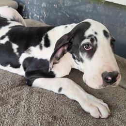 ZORRO - Harlequin male Great Dane puppy in Hickman, Kentucky from Tidal Wave Danes