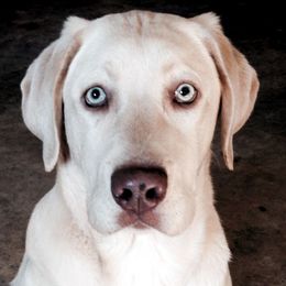 Dilute Retriever All Grown Up from DLime Ranch Silver Labs