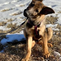 German Shepherd Puppies from TJ’s South Bench German Shepherds